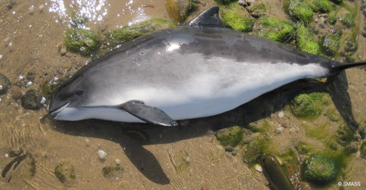 © Scottish Marine Animal Stranding Scheme