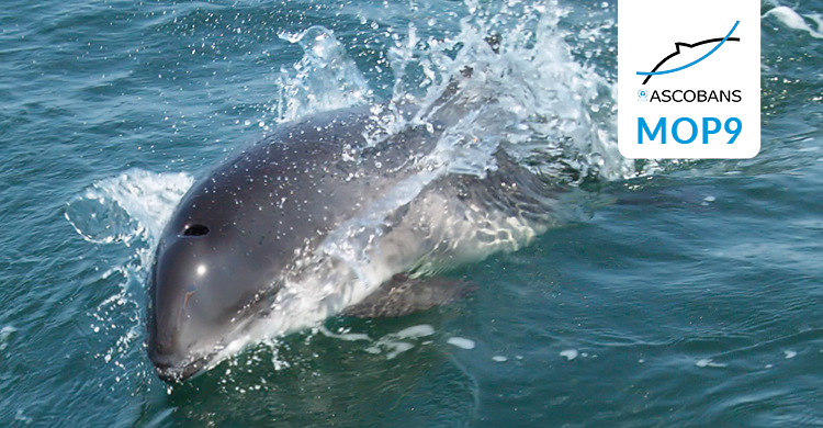 Harbour Porpoise. © Preben Toft