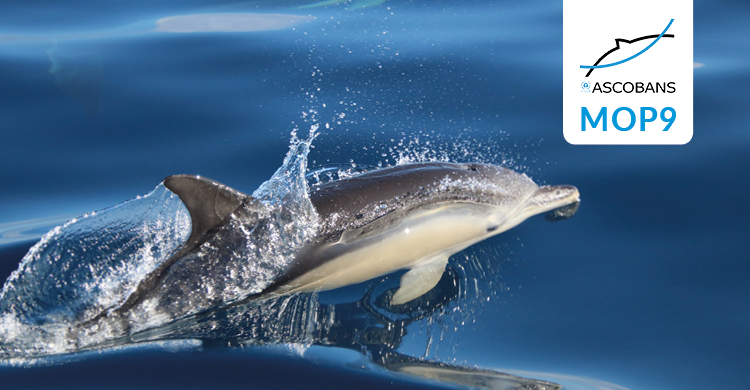 Delphinus delphis. © Dani Bichero (modified, CC BY-NC-SA 2.0 https://creativecommons.org/licenses/by-nc-sa/2.0/)