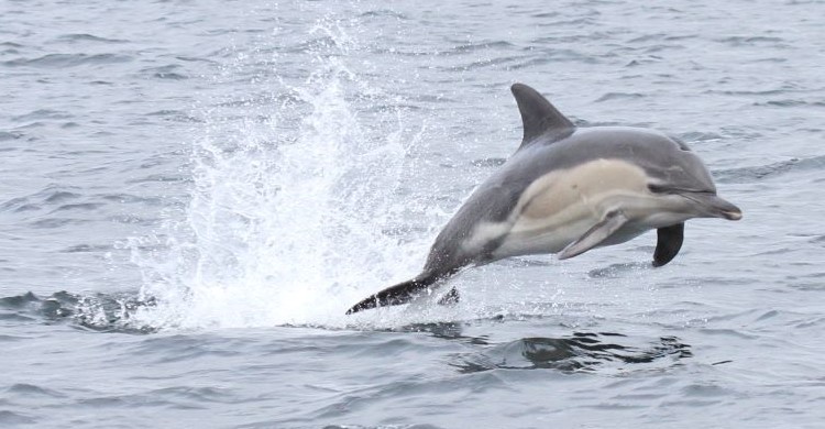 Common Dolphin. Photo © Nicola Hodgins / WDC