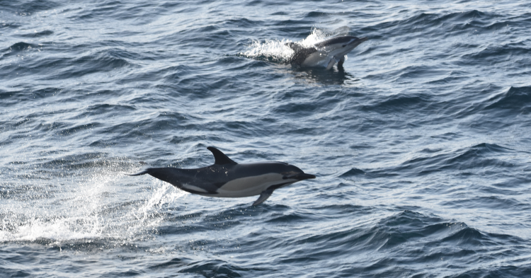 Delphinus delphis © Benjamin GUICHARD / French biodiversity agency.