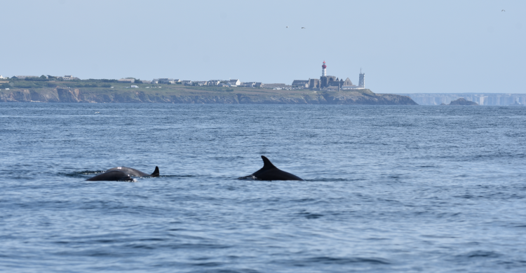 Tursiops truncatus © Benjamin GUICHARD / French biodiversity agency.