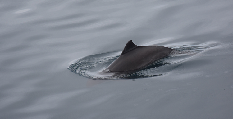 Harbour porpoise © Hanna Michel.