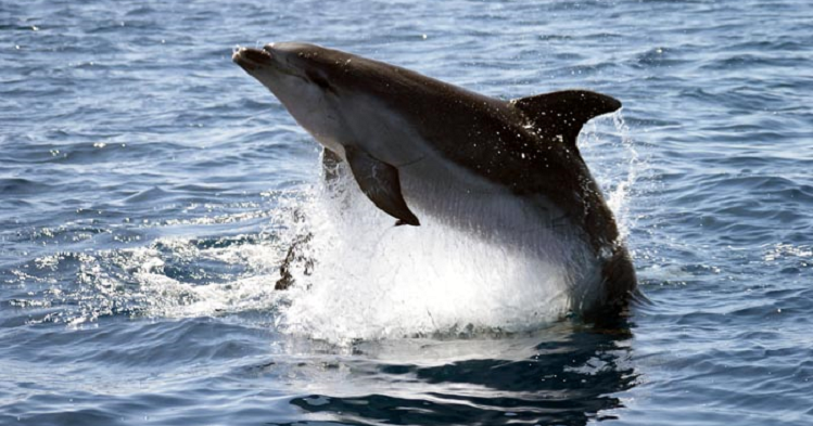 Bottlenose dolphin © Steve Geelhoed.