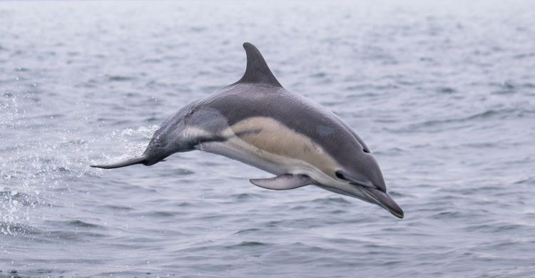 Common dolphin by Josh Wilson of AK Wildlife Cruises Falmouth | @oshuwilson