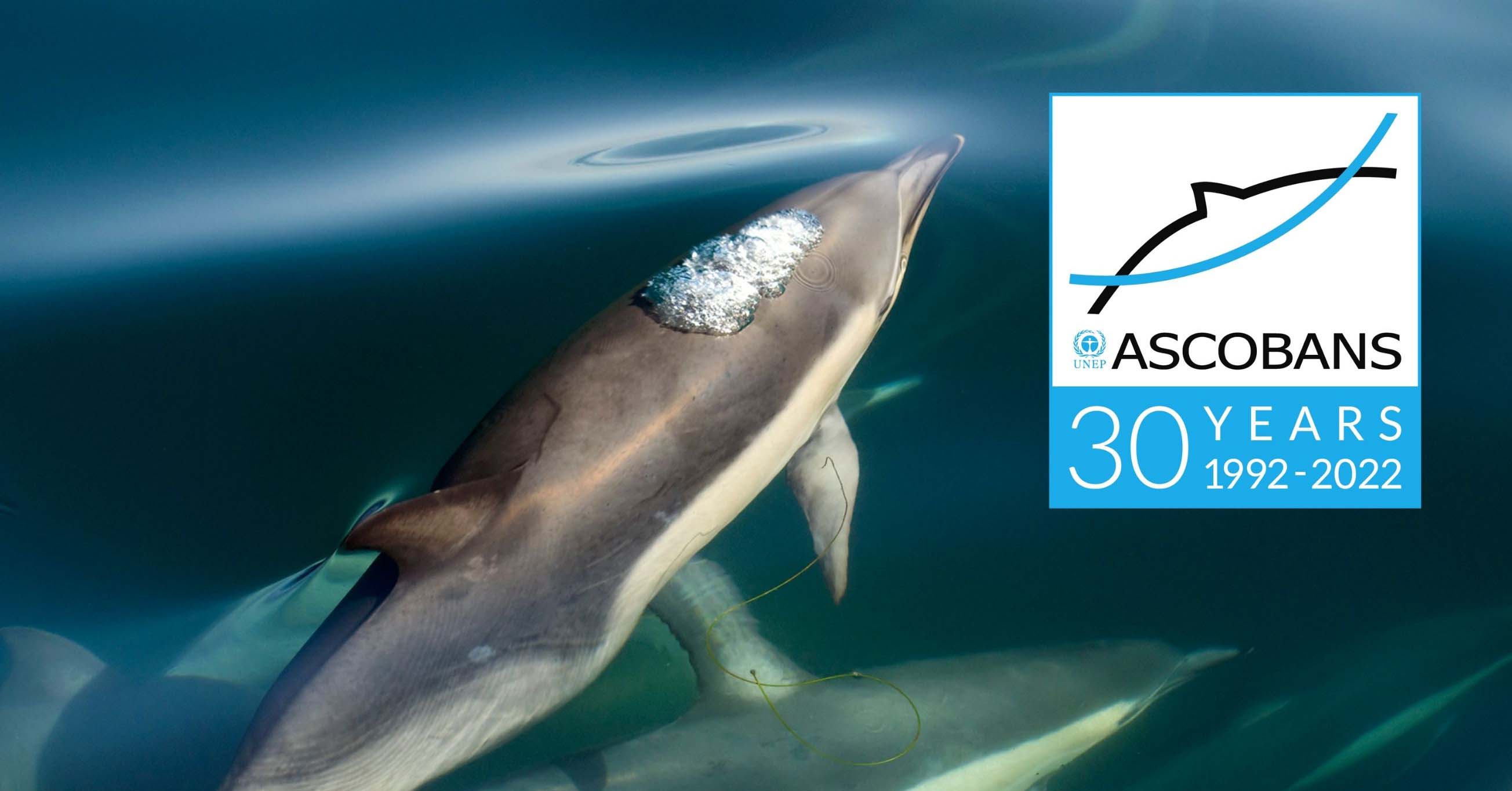 Common dolphins © Canva.com
