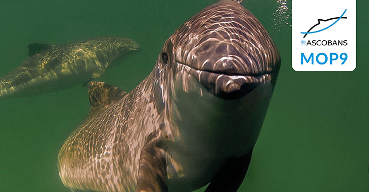 title