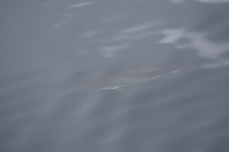 Harbour porpoise. Photo © Hanna Michel.