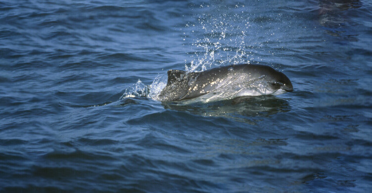 Harbour Porpoise. © IFAW / Ari Friedlaender