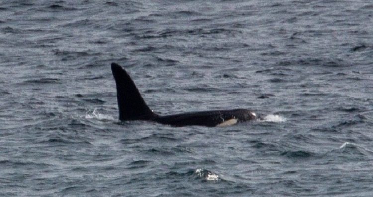 Killer Whale 'Aquarius'.  © Will McEnery-Cartwright, Instagram: mc_naturelife