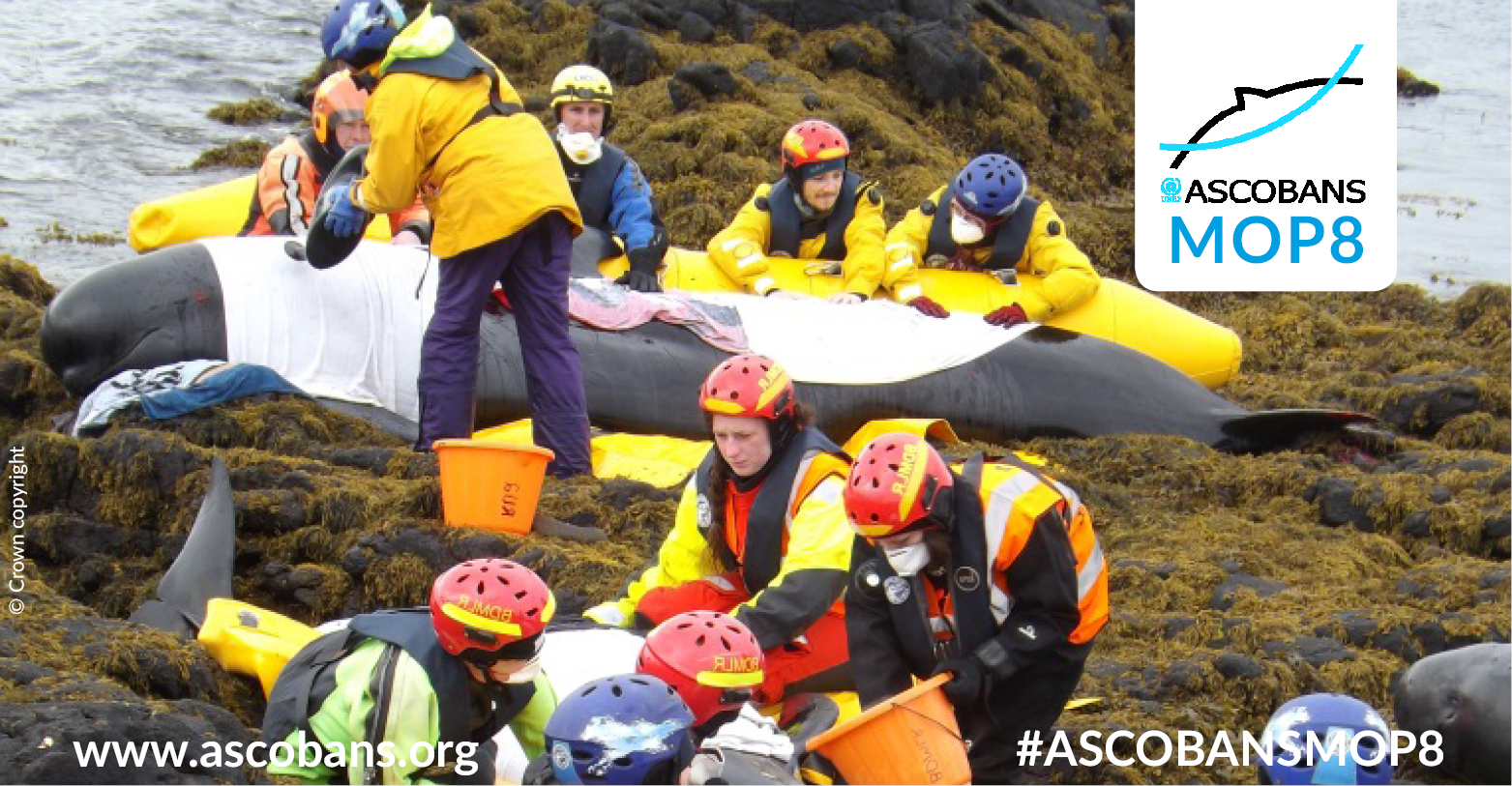 Pilot whale mass stranding in Scotland, copyright Crown