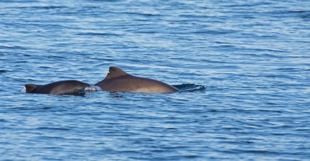 Harbour porpoises. © rrichard29 / AdobeStock