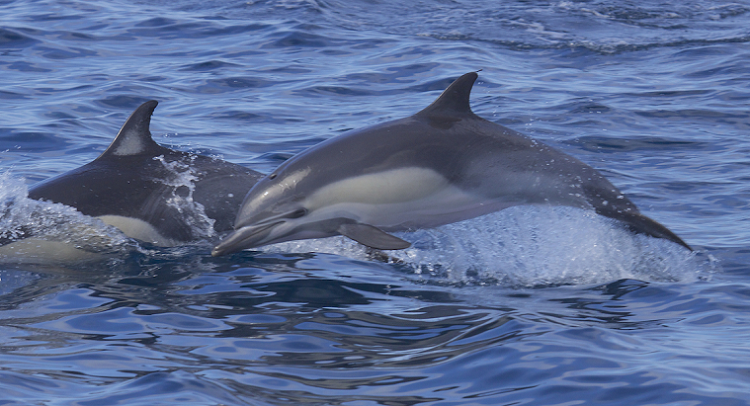 Short-beaked common dolphin (Delphinus delphis) © Gregory Smith (CC BY-SA 2.0 https://creativecommons.org/licenses/by-sa/2.0/)