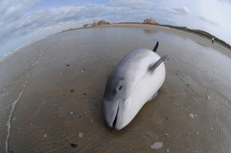 Photo by Jan Haelters/RBINS. 