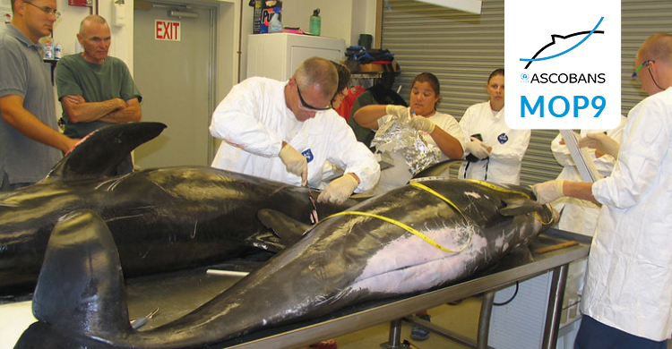 Pygmy Killer Whale necropsy. Photo by NOAA's National Ocean Service / Flickr.com