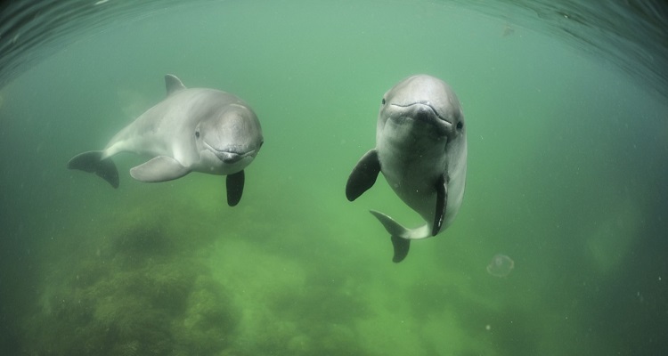 Harbour porpoises © Solvin Zankl