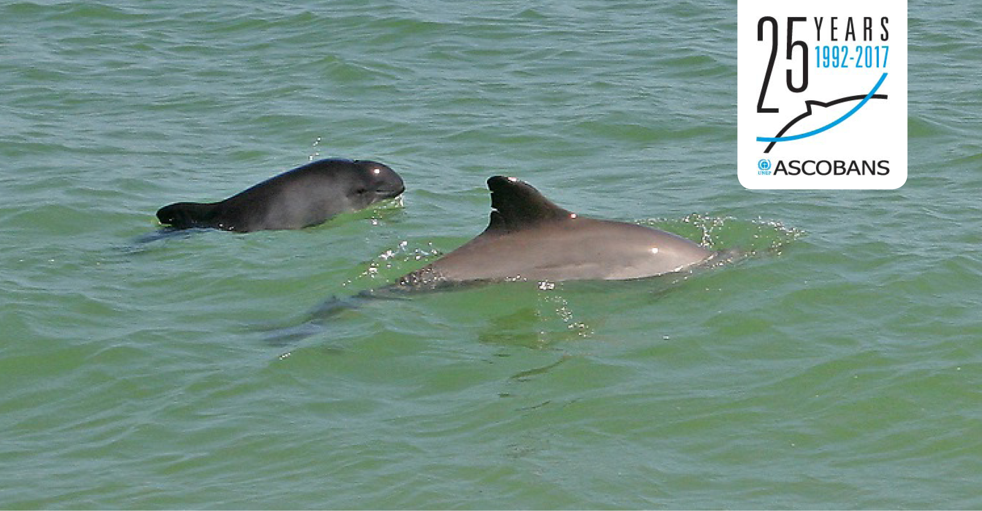 Harbour porpoises © Olaf Kleinwegen / GSM