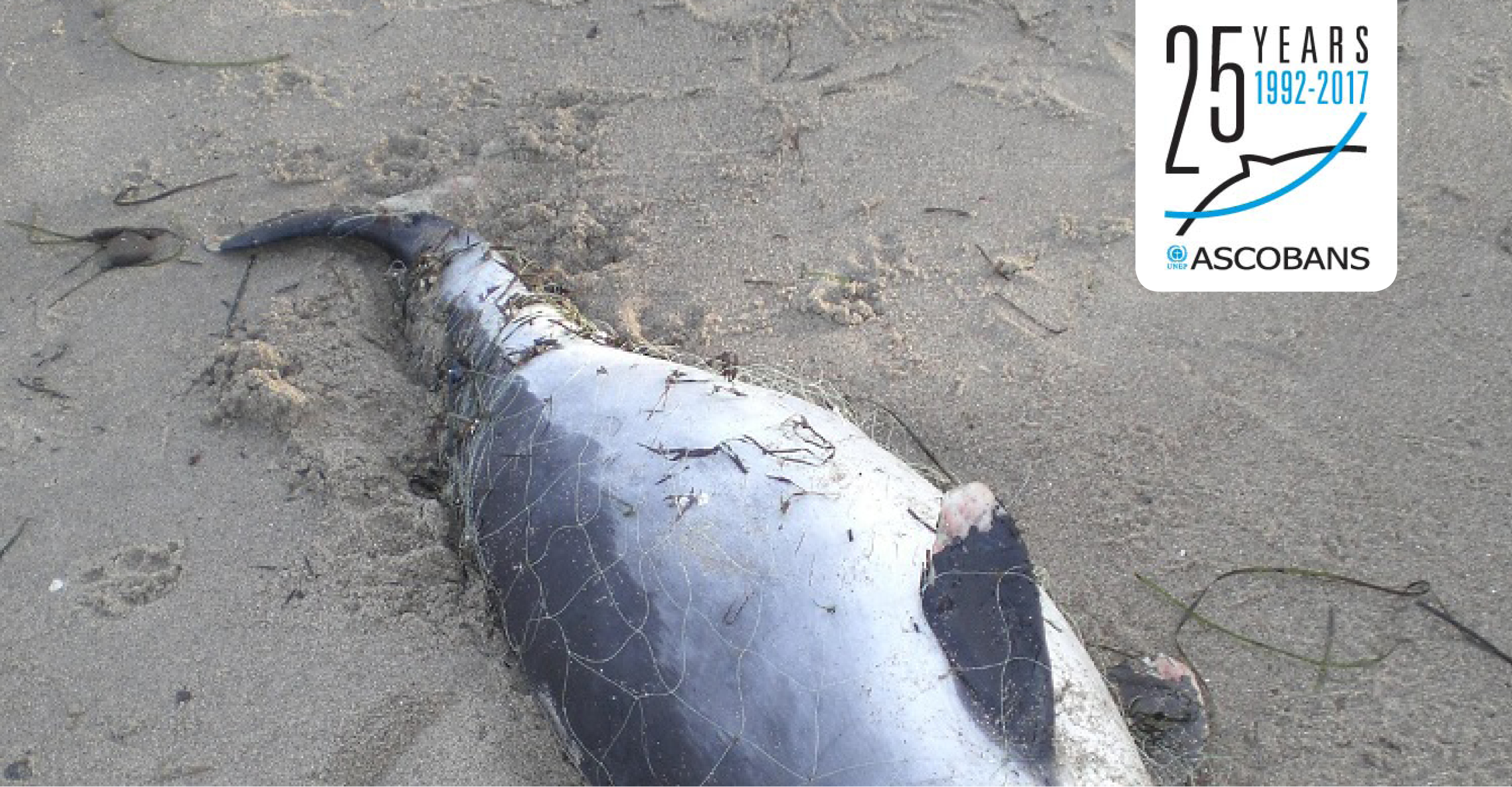 Bycaught harbour porpoise © Lena Hohls / GSM