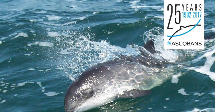 Harbour Porpoise © Preben Toft