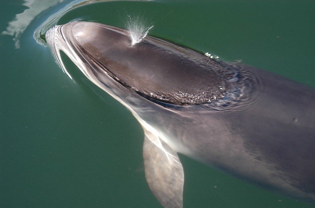 Harbour porpoise. © Maren Reichelt / Sea Watch Foundation