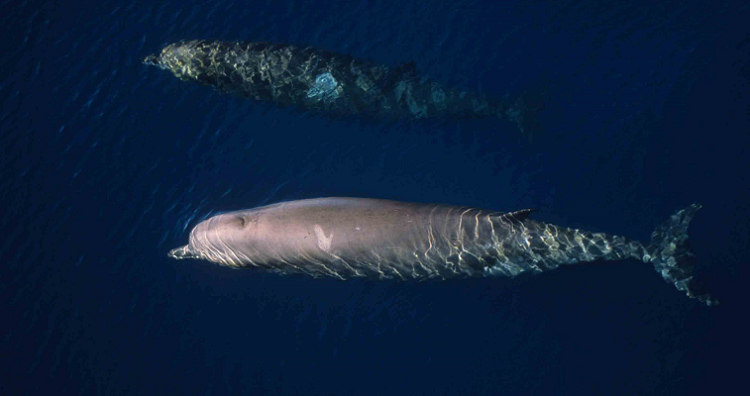 Northern Bottlenose Whale © S. Hooker / Sea Watch Foundation