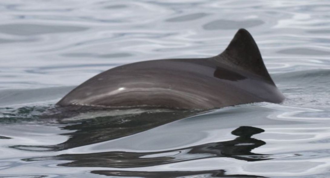 Harbour porpoise. © Nicola Hodgins / WDC   
