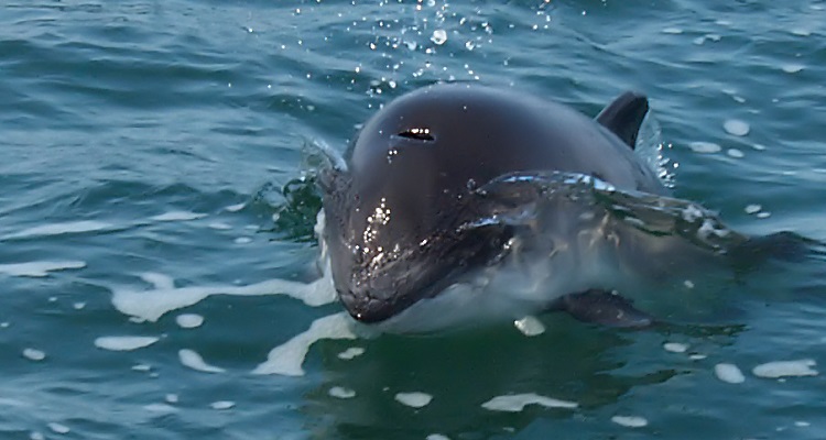 Harbour porpoise © Preben Toft