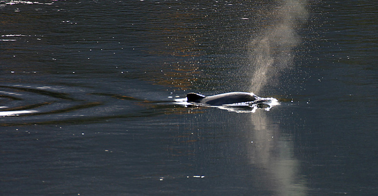 Harbour Porpoise © Hinrich Bäsemann / GSM