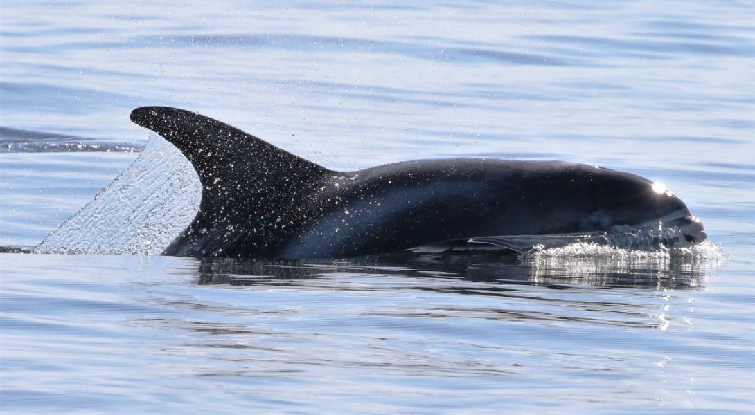 White-beaked dolphin. © Nicola Hodgins / WDC  