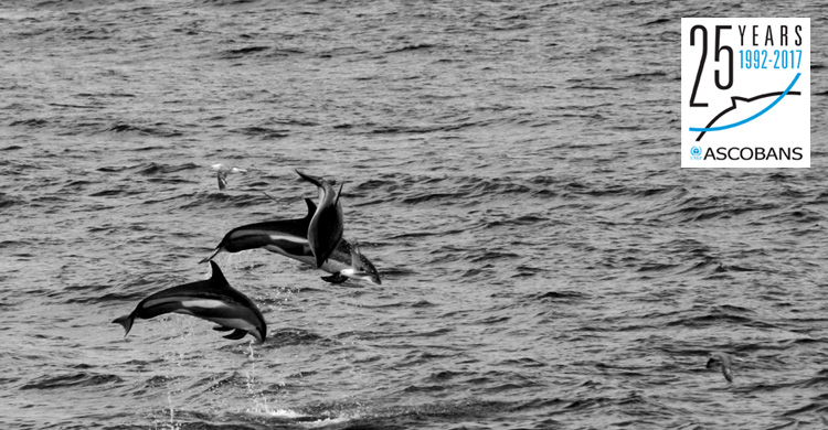 White-sided Dolphins © Luca Lamoni