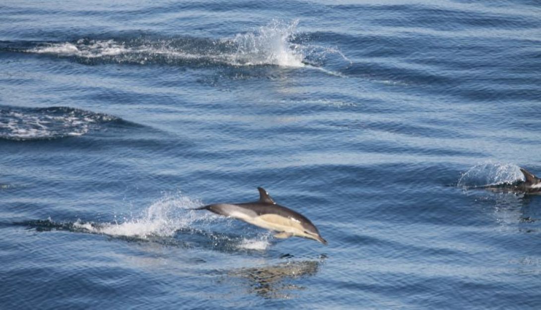 Dephinus delphis. Photo: Benjamin GUICHARD / French biodiversity agency