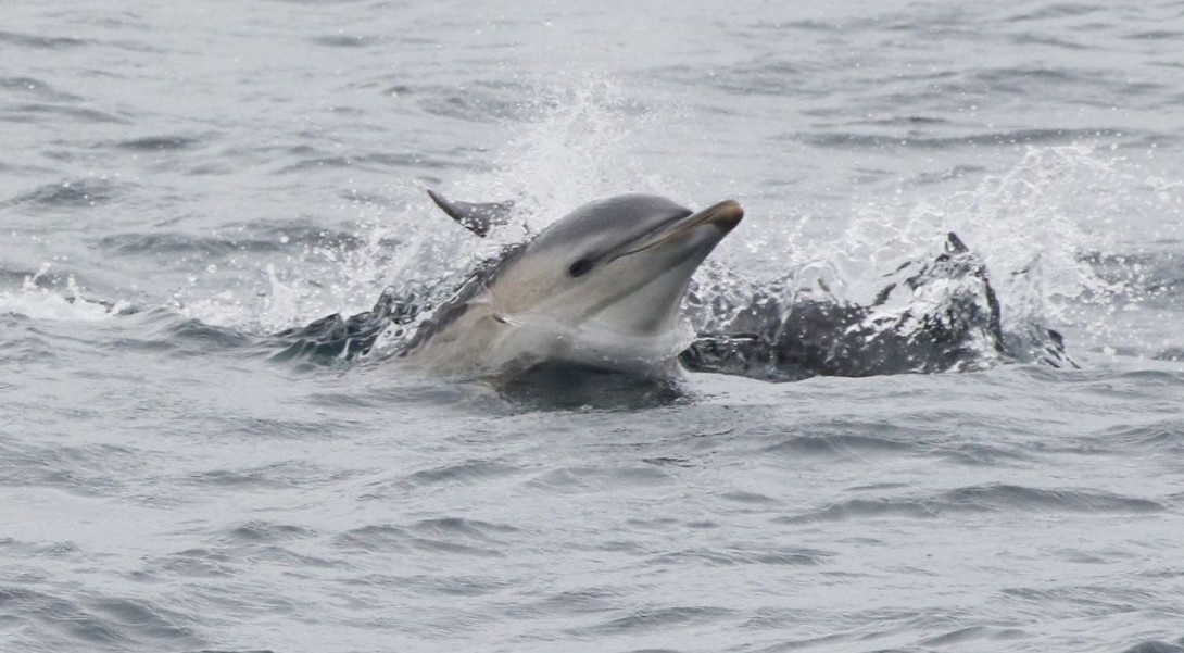 Common dolphin. © Nicola Hodgins / WDC
