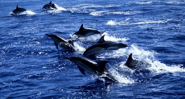 © IFAW