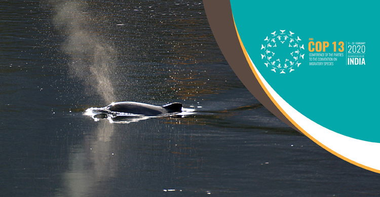 Harbour Porpoise © Hinrich Bäsemann / GSM