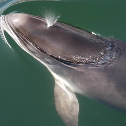 International Day of the Baltic Harbour Porpoise:  Celebrating a Unique Baltic Species