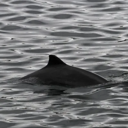 Bycatch, Underwater Noise, and Offshore Wind Impacts Dominate JG22 Agenda