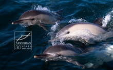 Common dolphins by Josh Wilson of AK Wildlife Cruises Falmouth | @oshuwilson