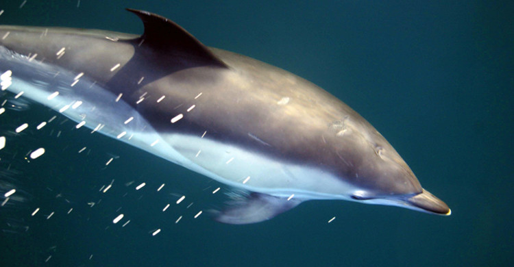 Short-beaked Common Dolphin. © Peter G.H. Evans
