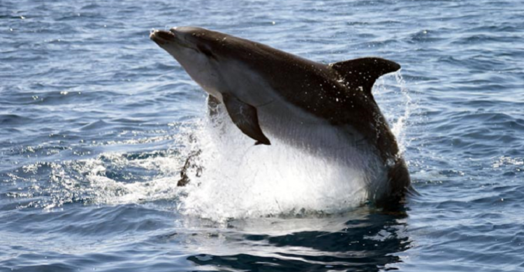 Bottlenose dolphin © Steve Geelhoed.