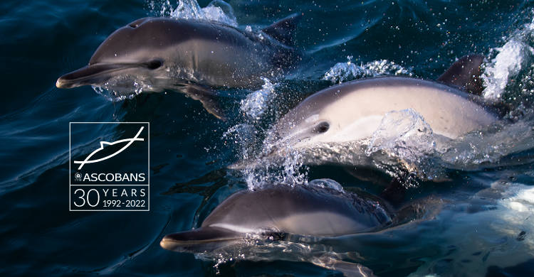 Common dolphins by Josh Wilson of AK Wildlife Cruises Falmouth | @oshuwilson