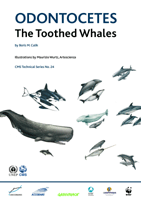 Odontocetes - The Toothed Whales