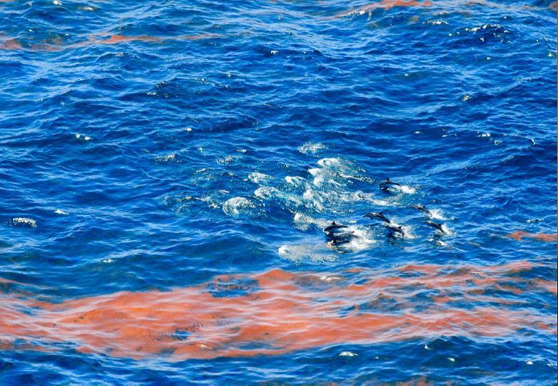 Chemical Pollution and Marine Mammals