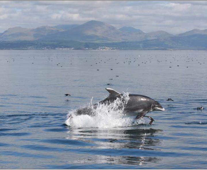 Selection Criteria for Marine Protected Areas for Cetaceans