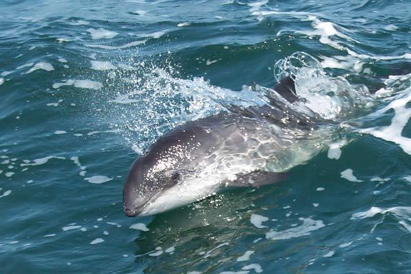 Minutes of SCANS-II Workshop on Monitoring and Management of European Small Cetaceans
