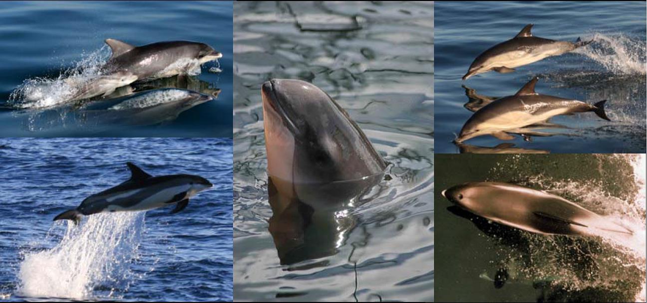 Small Cetacean Population Structure Workshop