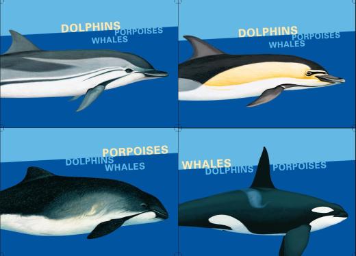 Whales, dolphins and porpoises 