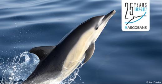 Joao Corvina © Common Dolphin