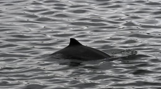 Harbour porpoise. Photo by Tilen Genov / Morigenos