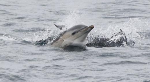 Common dolphin. © Nicola Hodgins / WDC