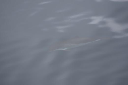 Harbour porpoise. Photo © Hanna Michel.